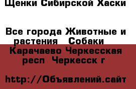 Щенки Сибирской Хаски - Все города Животные и растения » Собаки   . Карачаево-Черкесская респ.,Черкесск г.